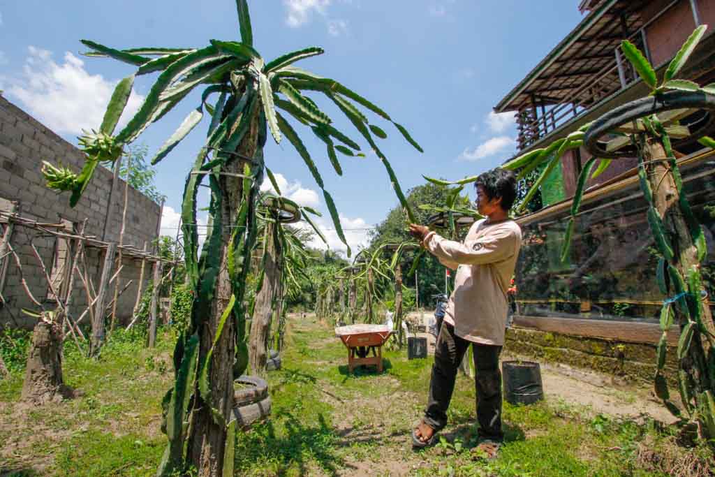 Rimba-Raya-Initiative-Gallery-Community-Farms-7-of-11